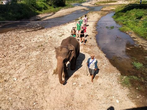 elephant village sanctuary chiang mai|Elephant Freedom Project, Chiang Mai Elephant Sanctuary.